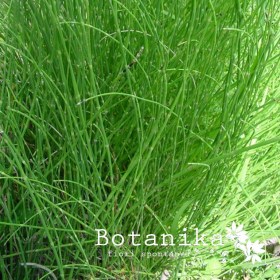 Equisetum ramisissimum web